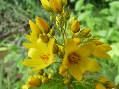 Fleurs jaune vif regroupées en panicule présentant quelques feuilles à la base. Agrandir dans une nouvelle fenêtre (ou onglet)